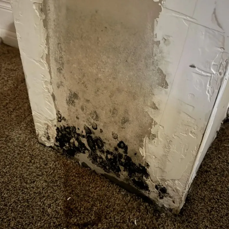 Professional Mold Removal in Chesterfield County, SC